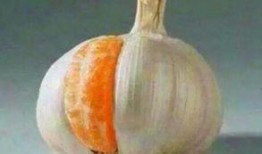 桔子装蒜搞笑图片,笑料横生！搞笑图片带你领略幽默魅力