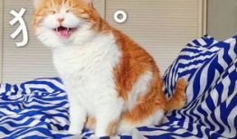 娱乐吃瓜君和猫,揭秘娱乐圈的萌宠趣事