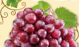 娱乐吃瓜酱葡萄娱乐