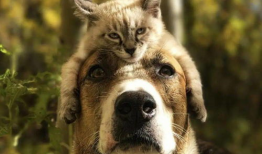 娱乐吃瓜酱拍照小狗狗,娱乐吃瓜酱与小狗狗的甜蜜互动