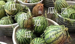 娱乐吃瓜为什么火,揭秘网络现象的火爆之谜