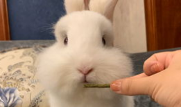 娱乐吃瓜小兔子视频大全,盘点热门视频大全