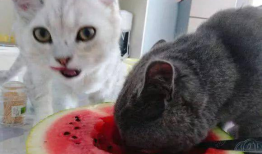 娱乐吃猫瓜
