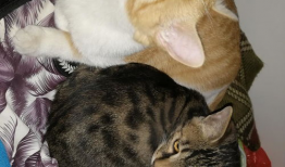 娱乐圈吃瓜猫是谁