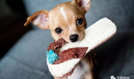 娱乐吃瓜酱拍照小狗狗,娱乐吃瓜酱与小狗狗的甜蜜互动